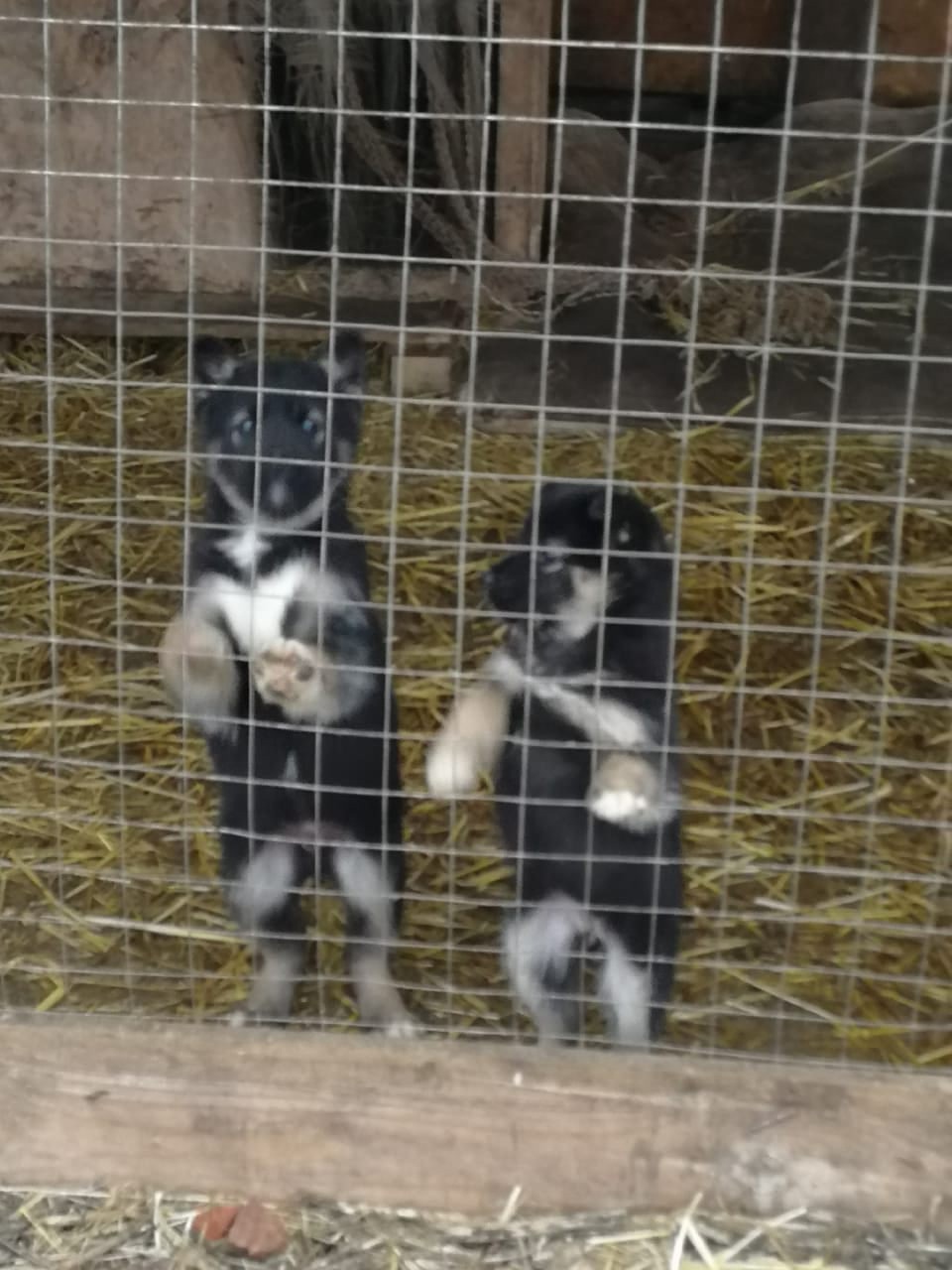 Приют для собак в курской области лобазовка. Спасение животных курск. В курской области в золотухинском районе щенков чихуа нихера. Спасение животных курск. Спасение животных на пожаре.