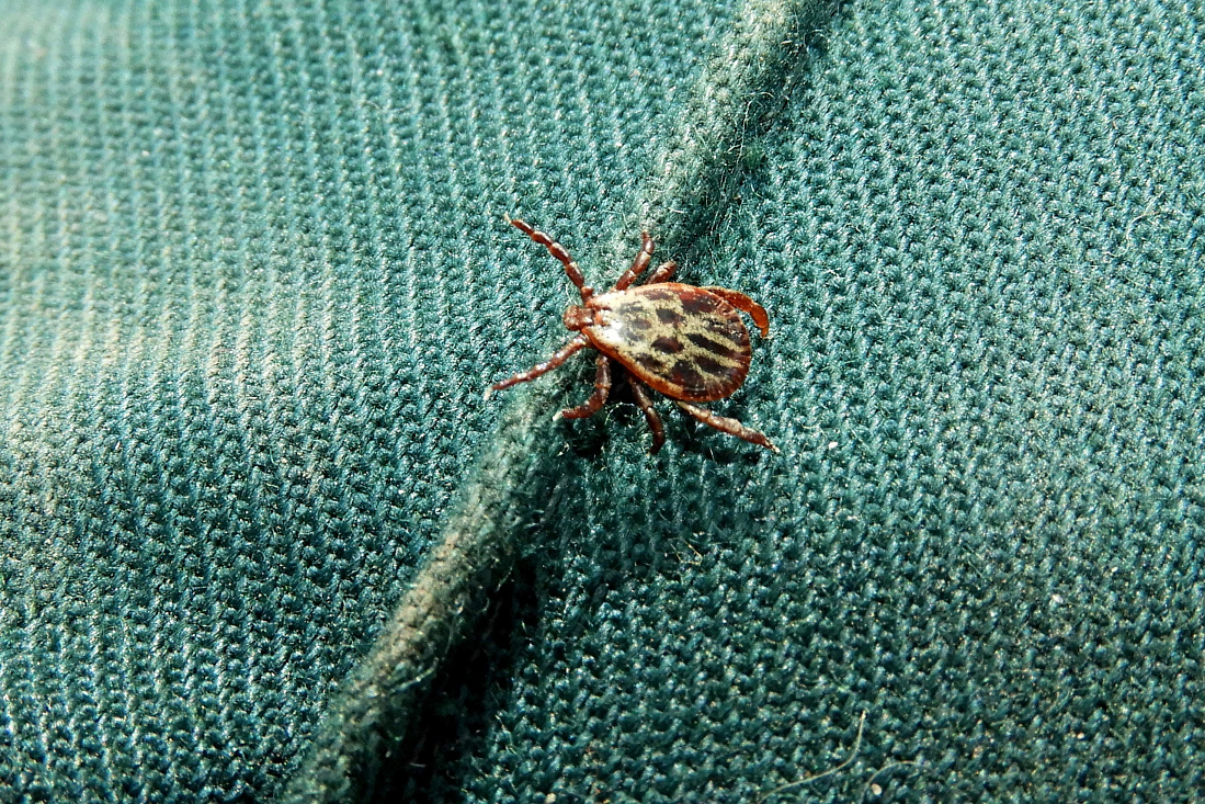 1,640 people have been bitten by ticks since the start of the 2022 season. There