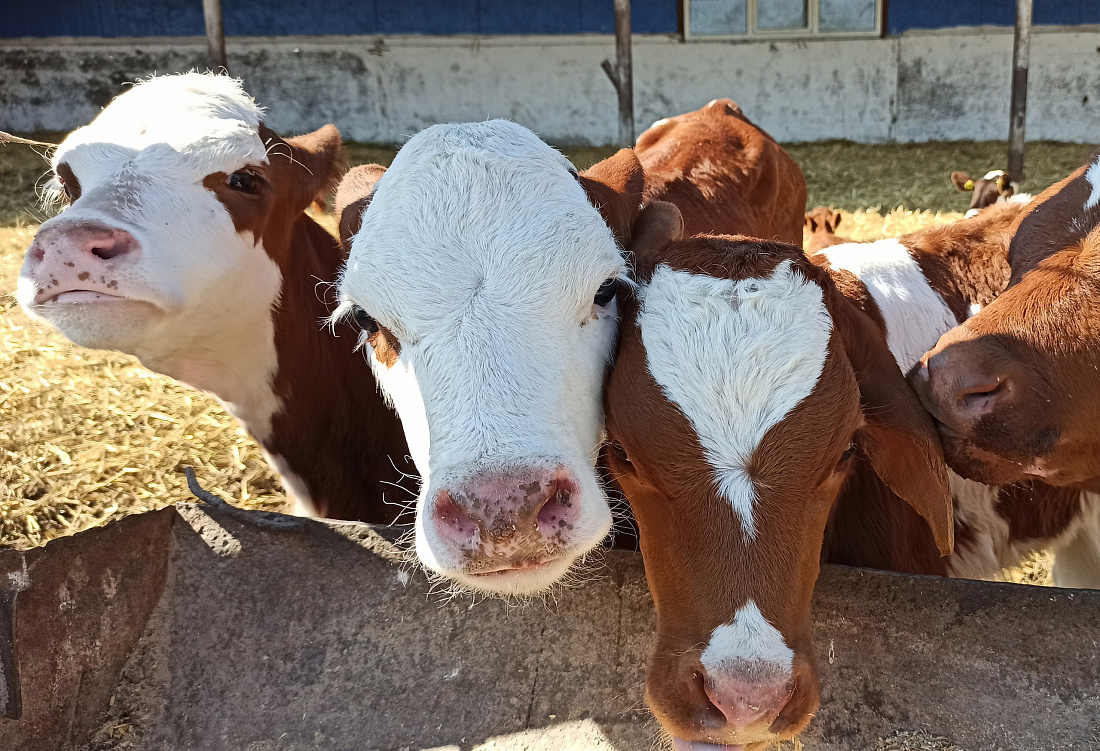 курская кфх. дмитриевский молочный комплекс. курская кфх. агропромышленный комплекс курской области. хозяйство курской области.